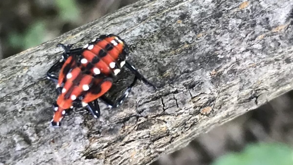 Spotted Lanternflies Due To Hatch. Learn How To Make A Trap For